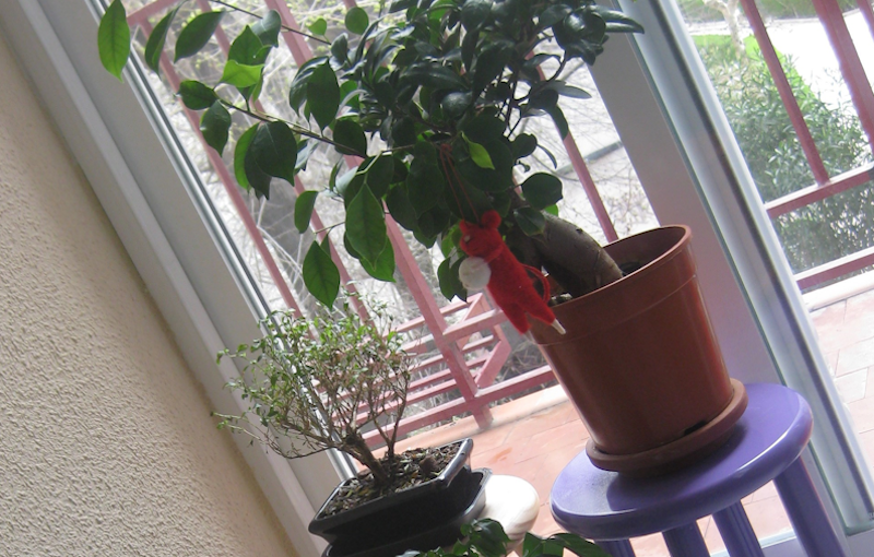 foto10-mundoverde