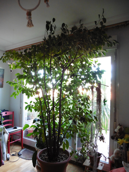 foto ficus